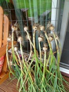 garlic drying