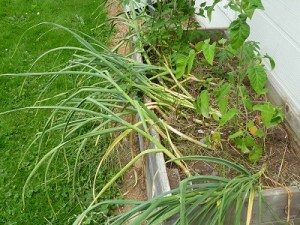 softnecked garlic ready to pick