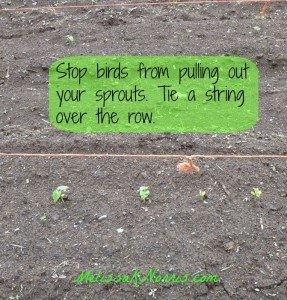 Gardening tips from FREE Heirloom Gardening Guide at www.melissaknorris.com