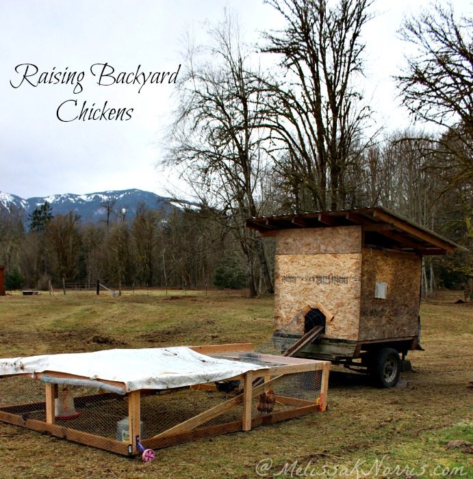 ... chicken tractor and coop. Learn how to raise backyard chickens