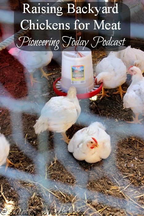 Podcast Episode #30 Raising Backyard Chickens Meat Birds ...