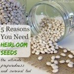 Been hearing about heirloom seeds? Heirloom seeds are the ultimate in preparedness and survival. They're how human kind has been eating since creation, but it's not what's in your seed packets at the big box stores. Learn how and why you should be using heirloom seeds. Read now if you're planting a garden or plan on it.