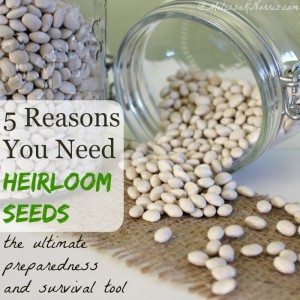 Been hearing about heirloom seeds? Heirloom seeds are the ultimate in preparedness and survival. They're how human kind has been eating since creation, but it's not what's in your seed packets at the big box stores. Learn how and why you should be using heirloom seeds. Read now if you're planting a garden or plan on it.