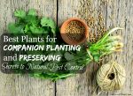 Want to grow your food naturally but without pests? Learn the secrets of which plants to use for companion planting and preserving that help fight pests naturally!
