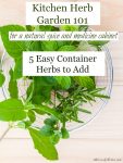 Grow a Kitchen Herb garden with these 5 easy container herbs to create a natural spice and medicine cabinet from home