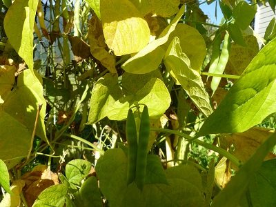 Tarheel Green Pole Beans