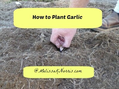 Pioneering Today-How to Plant Garlic