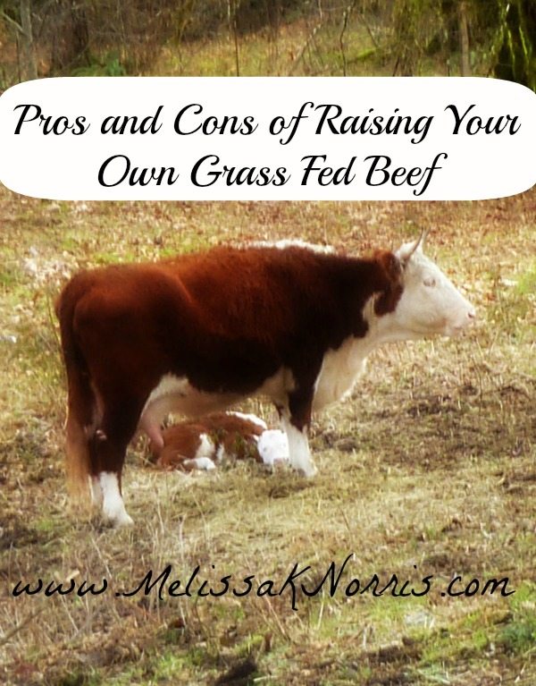 Pros And Cons Of Raising Your Own Grass Fed Beef