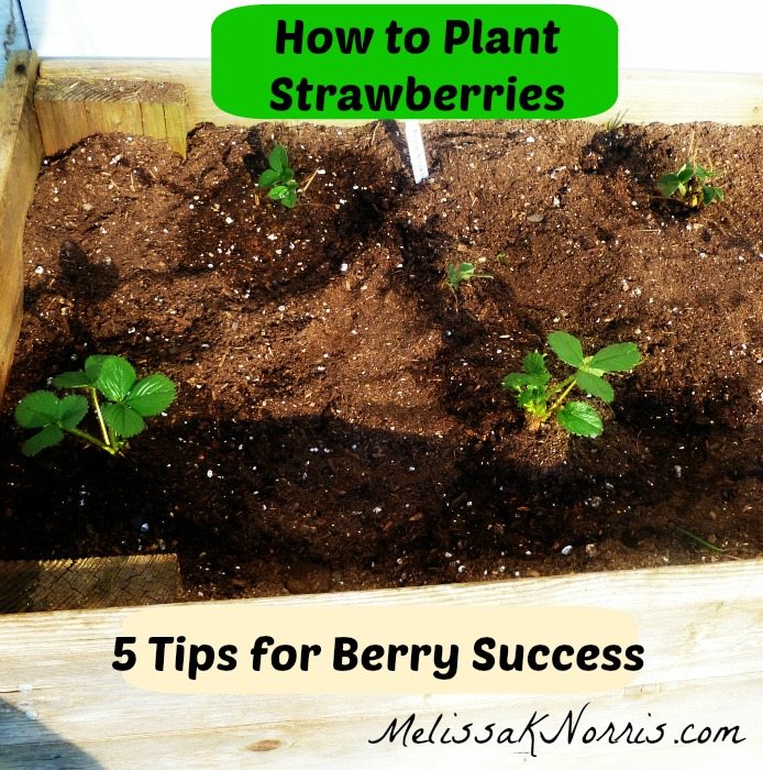 How to Plant Strawberries