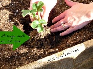 Arrange roots over a cone of soil @MelissaKNorris