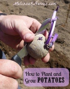 How to Plant and Grow Potatoes www.melissaknorris.com