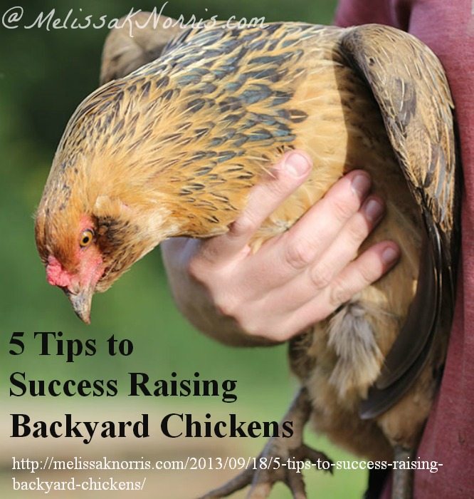 5 Tips to Success Raising Backyard Chickens www.melissaknorris.com Pioneering Today