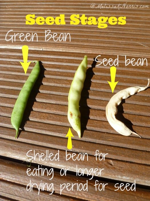 How to Save and Store Your Heirloom Garden Seed