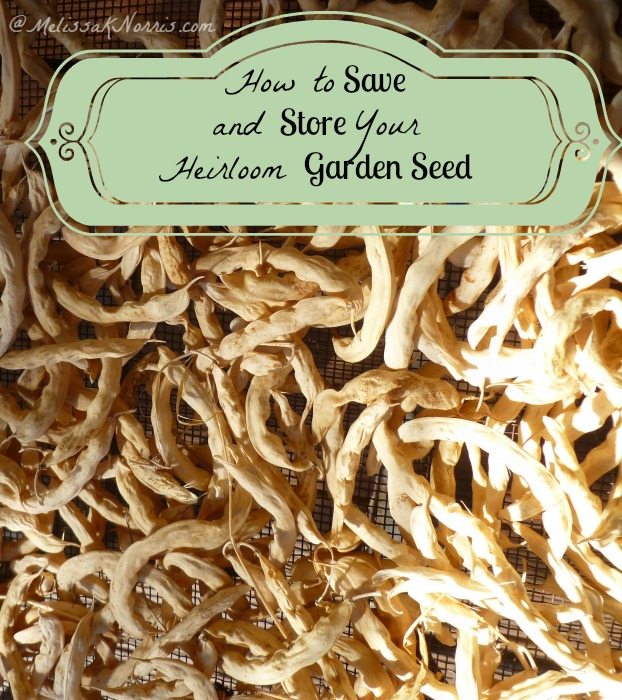 How to Save and Store Heirloom Garden Seed www.melissaknorris.com