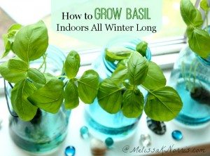 How to grow basil indoors all winter long without soil. Harvest fresh herbs year round and never plunk down money at the store for herbs again. 