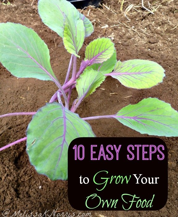 10 Easy Steps To Grow Your Own Food