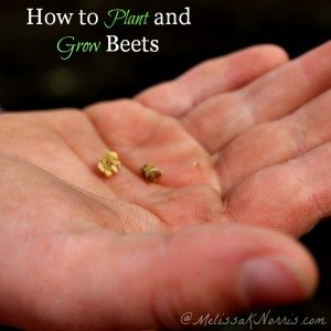 How to plant and grow beets, soil type, planting tips, and why your beets won't grow if you don't do this crucial step