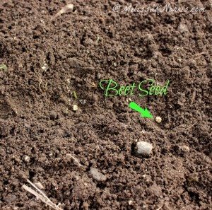 How to plant and grow beets, the beet seed direct sown in to soil