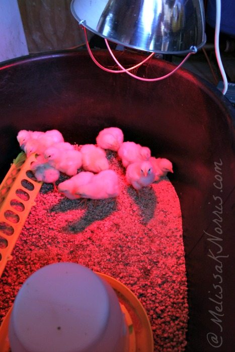 Chicks under heat lamp part of 10 tips to raising meat chickens
