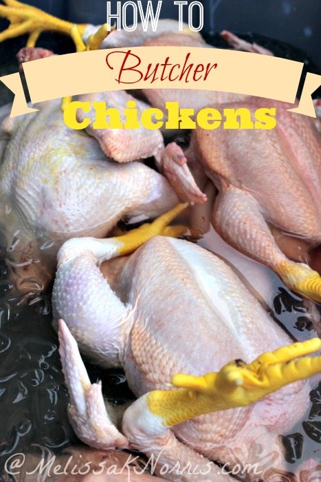 5 butchered chickens sitting in ice water with text overlay, "How to Butcher Chickens". 