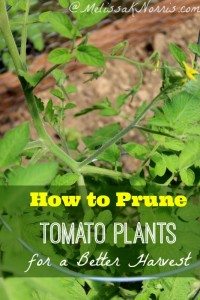 How to prune tomatoes for the best harvest ever. Love these tips on how to get more yield from your plants. 