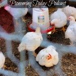 Podcast on raising backyard chickens for meat. Great tips on what to expect, plus a break down on the cost.