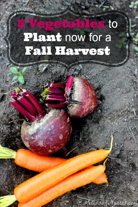 5 Vegetables to Plant now for a fall harvest. Great list of vegetables to put in now to extend the growing season, plus which ones to sow from seed and which ones should be transplants. I'm sowing some more seed tomorrow