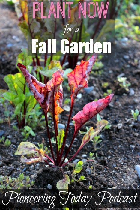 Planting a Fall Garden Now. Learn how to plant now for a fall harvest, seed sowing, how to cool the soil, and tricks for using the frost for your advantage.
