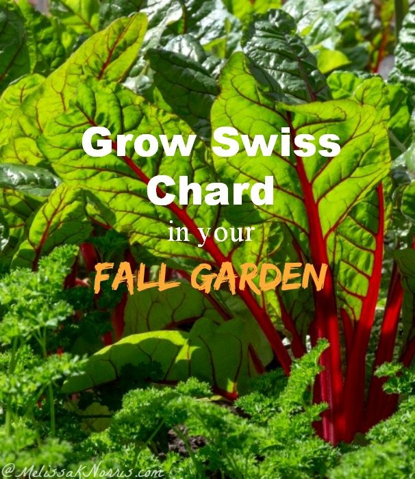 Grow Swiss Chard in Your Fall Garden. I'm so excited to grow a fall garden this year and increase our growing season. Great tips on sowing swiss chard, how to grow it, and way to even eat the stalks!