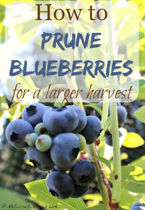 How To Prune A Blueberry Bush For A Larger Harvest