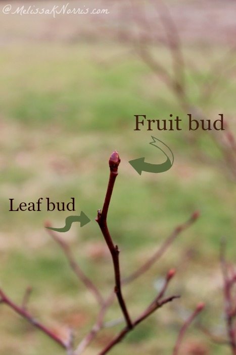 Picture of a blueberry bush with a fruit bud and a leaf bud.