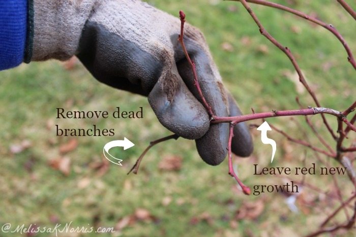 Gloved hand holding a blueberry bush branch. Arrows pointing to the red new growth and the dead branch.