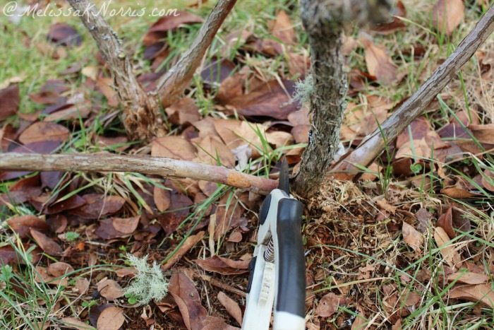 Learn how to prune blueberry bushes for a larger harvest. If you've ever planned on having blueberries or have them, this step by step tutorial shows you how to prune blueberries for a maximum harvest and how to mulch and fertilize for healthier bushes. Read this now to get your bushes in prime condition.