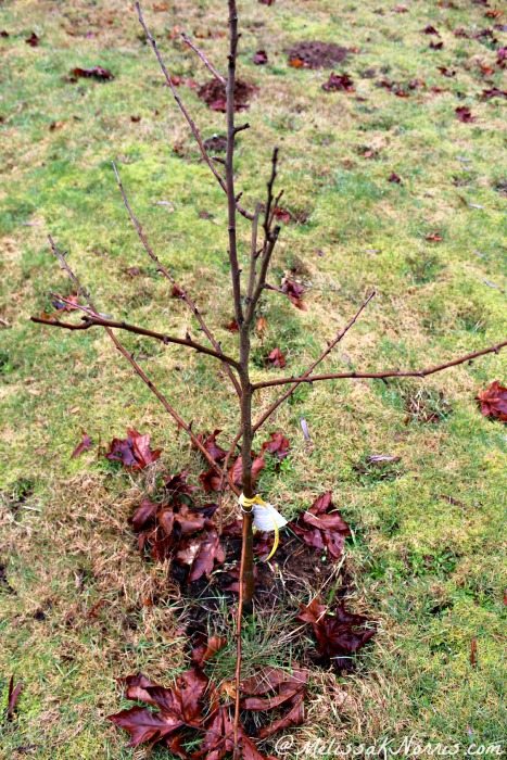 Branches in tiers and with even scaffolding are what I look for when purchasing bare root stock fruit trees. Make sure they're evenly spaced and not right on top of one another.