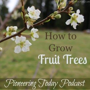 Learn how to grow fruit trees. If you ever wanted to grow your own food you'll need these tips to avoid costly mistakes. Learn which varieties you need and how to know which kind is right for your area.