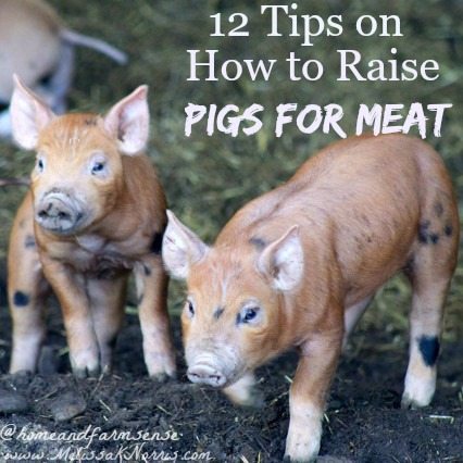 Foto van twee babyvarkens met tekst "12 Tips voor het houden van vleesvarkens"."12 Tips on How to Raise Pigs for Meat".