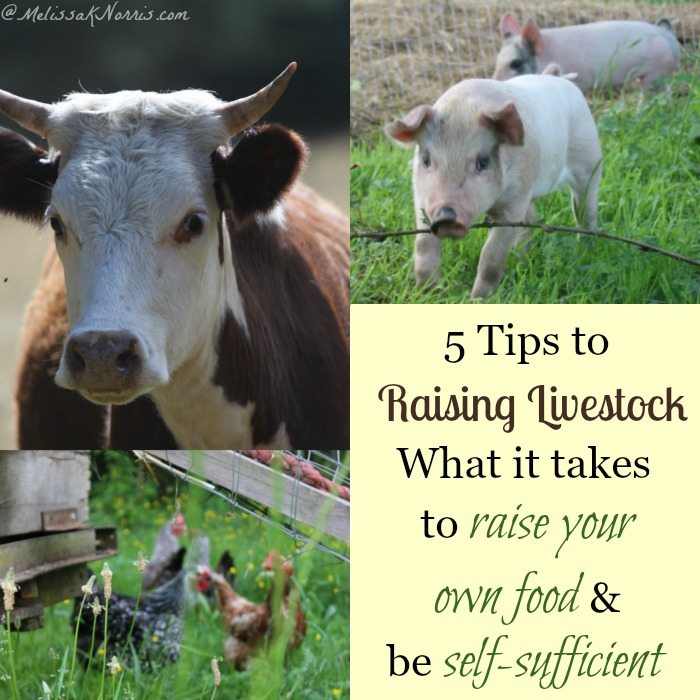 Concerned about our modern food system and the growing cost? Here's 5 tips to raising livestock and what it really takes to raise your own livestock and if it's for you. Read now if you've ever wanted to raise your own food.