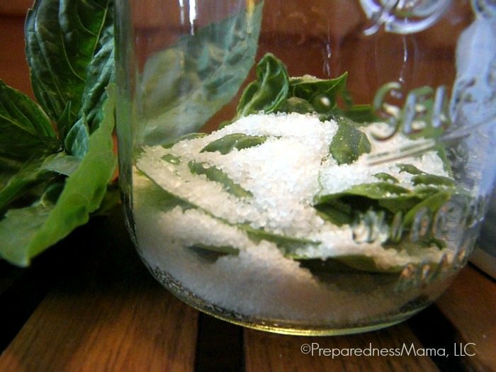 herbs being cured in salt in a mason jar.