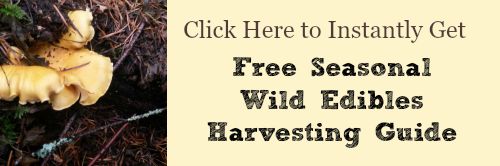 Free Seasonal Wild Edibles Harvesting Guide