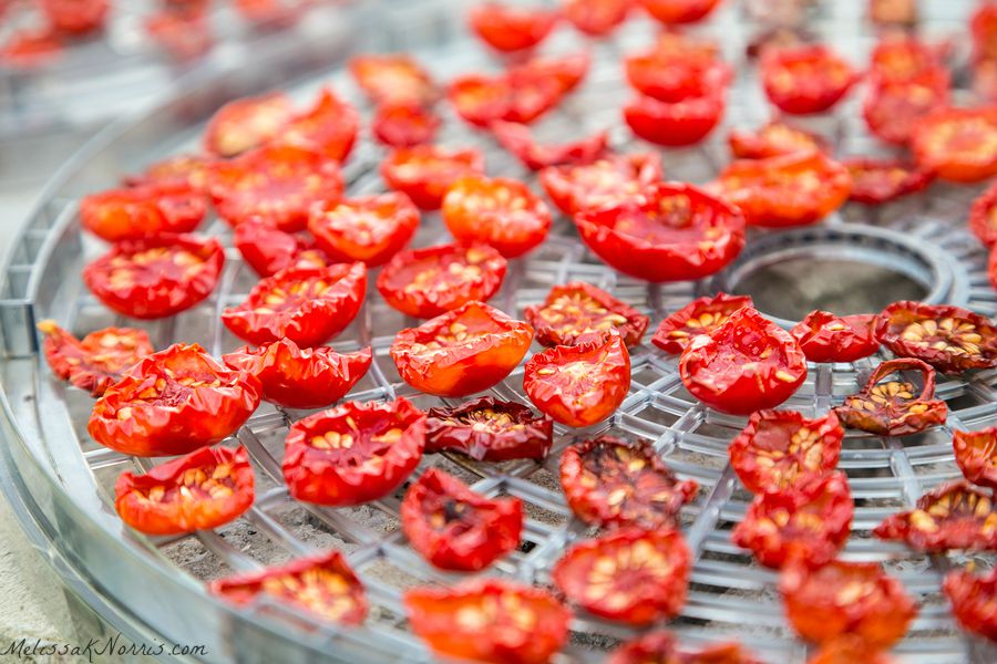 Dehydrated tomato slices on a dehydrator tray.
