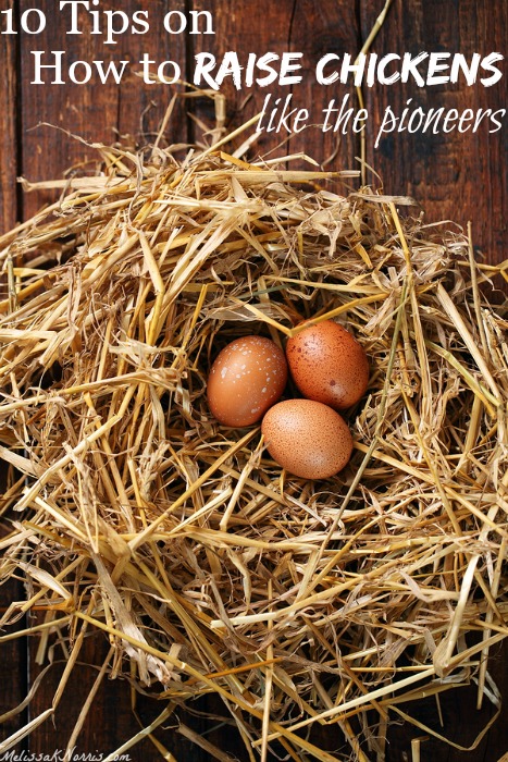 Want fresh eggs daily from your own backyard? Awesome tips on how to raise chickens the old-fashioned way, like the pioneers did. Love the tips on which breeds to get for cold climates, how to keep them warm without lights, and the hatching out tips! I'm so excited to enlarge our flock now!