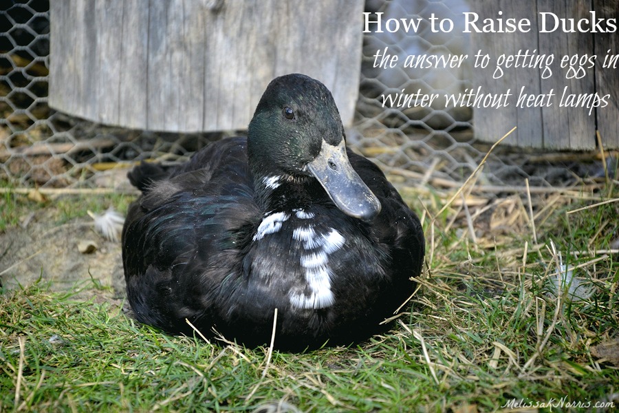 I never knew this about ducks! This is totally the answer to being prepared and getting eggs every day without heat lamps. I can't wait to add them to our homestead. Who knew?