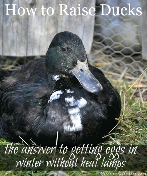 I never knew this about ducks! This is totally the answer to being prepared and getting eggs every day without heat lamps. I can't wait to add them to our homestead. Who knew? 