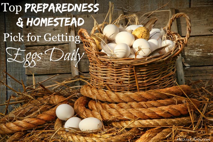 I can't believe I never knew this before. This is the top pick for preparedness and homesteaders pick for getting eggs daily. I think bakers can be added to that as well! 
