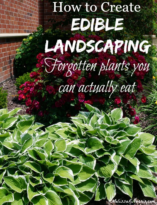 Learn how to create edible landscaping so your home not only looks beautiful, but also saves you money by growing groceries outside your front door. I loved learning about some of the landscape plants that are actually edibles but most people don't recognize or know about. I had no idea hostas were edible! 