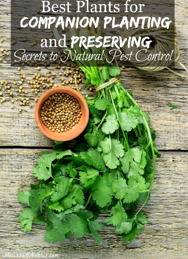Want to grow your food naturally but without pests? Learn the secrets of which plants to use for companion planting and preserving that help fight pests naturally! 
