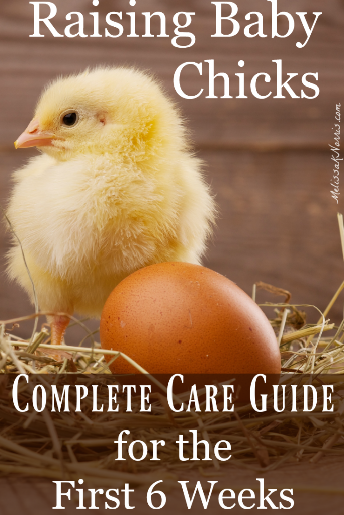 Raising Baby Chicks Beginners Guide For The First Weeks Melissa K Norris