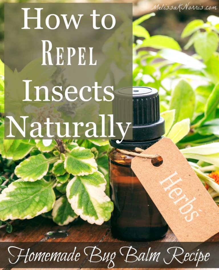 Natural Remedies and Recipes to Repel Bugs Melissa K. Norris