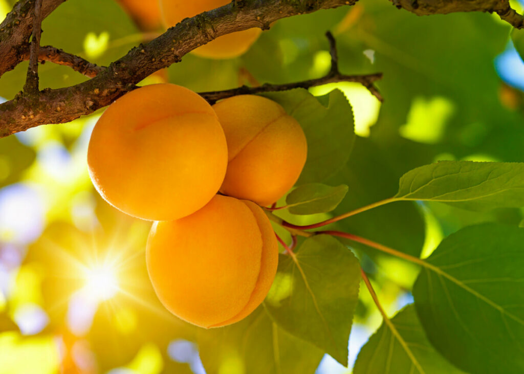 Apricots hanging on a tree with the sun shining through the leaves.