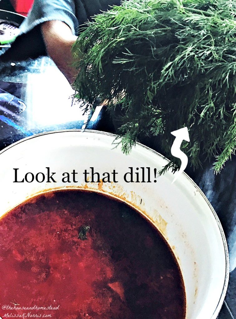 A pot filled with borscht and a woman's hands holding a large bundle of fresh dill.